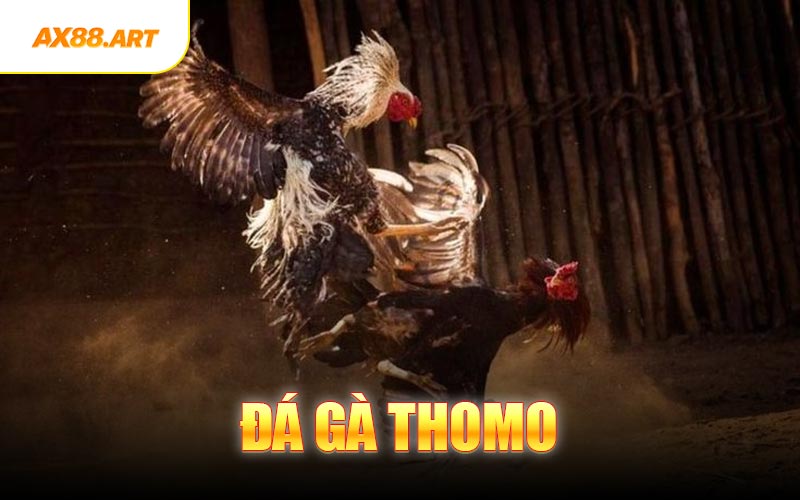 Đá Gà Thomo