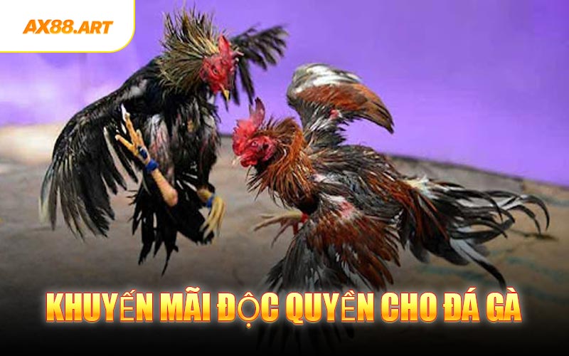 Khuyến Mãi Độc Quyền Cho Đá Gà