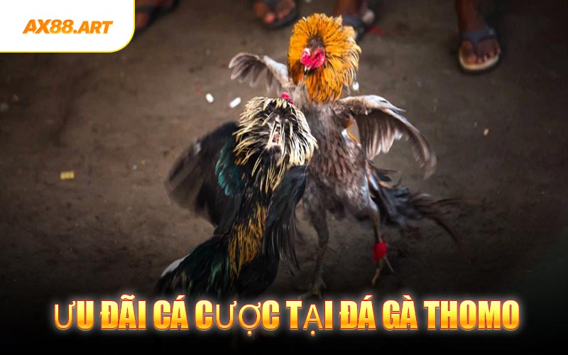 Ưu Đãi Cá Cược Tại Đá Gà Thomo